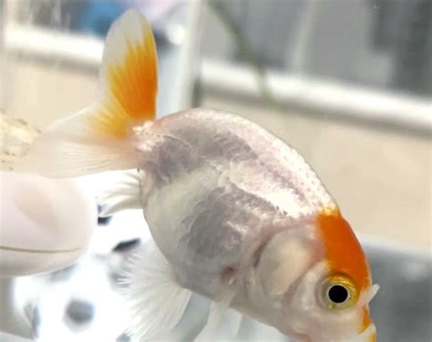 金魚頭瘤破洞|金魚&水族快訊Goldfish & Aquarium Messages: 頭瘤過多